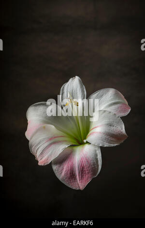 Giglio Bianco fiore con sfondo scuro Foto Stock