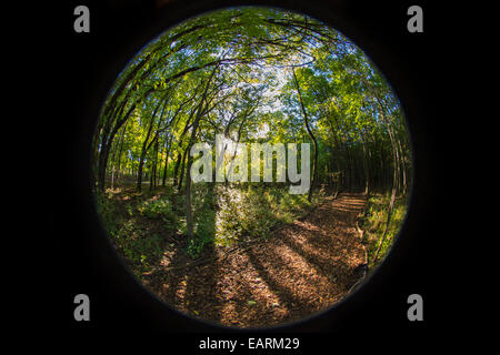 Percorso attraverso la foresta, Obiettivo Fisheye Foto Stock