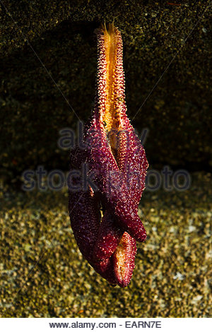 Un mare di colore ocra star è aggrappato alla roccia con un tentacolo. Foto Stock