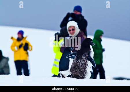 Un Adelie Penguin waddles attraverso un gruppo di turisti su un gelido shore. Foto Stock