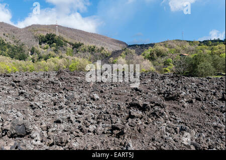 Il monte Etna, Sicilia, Italia. I nuovi alberi che crescono sul sito di un antico flusso lavico Foto Stock