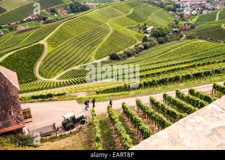 Vite del raccolto in Souther Germania la Foresta Nera vicino Winedorf Durbach in Schwarzwald;Germania;l'Europa Foto Stock
