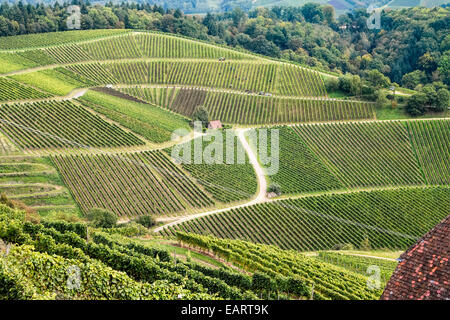 Vite del raccolto in Souther Germania la Foresta Nera vicino al Winedorf di Durbach in Schwarzwald;Germania;l'Europa Foto Stock