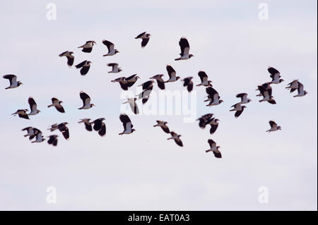 Northern Lapwings in volo Vanellus vanellus Kent REGNO UNITO Foto Stock