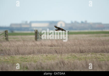 Falco di palude Circus aeruginosus in volo Kent REGNO UNITO Foto Stock