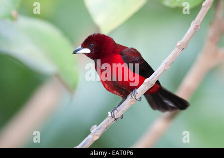 Crimson backed Tanager Ramphocelus dimidiatus Panama Foto Stock