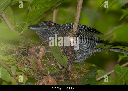 Fasciated Antshrike Cymbilaimus lineatus fasciatus Panama Foto Stock