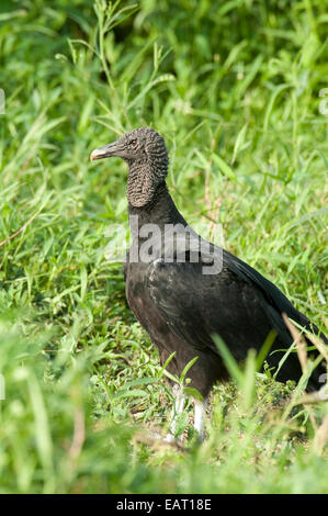 Avvoltoio nero Coragyps atratus Panama Foto Stock