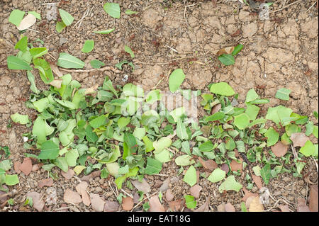 Foglie di formiche trinciatrice atta Hymenoptera Formicidae Panama Foto Stock