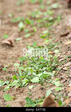 Foglie di formiche trinciatrice atta Hymenoptera Formicidae Panama Foto Stock