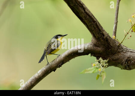 Comune Flycatcher Tody Todirostrum cinereum Panama Foto Stock