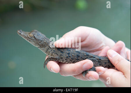 Persona in possesso di giovani Spectacled Cayman crocodilus Caimano Panama Foto Stock
