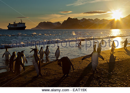 Una colonia di pinguini su una spiaggia all'alba. Foto Stock