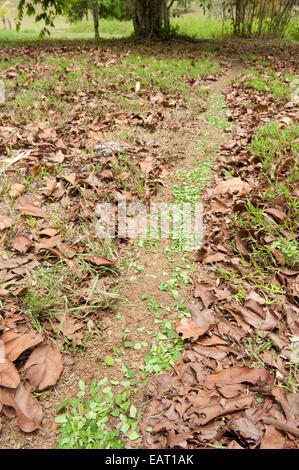 Foglie di formiche trinciatrice atta Hymenoptera Formicidae Panama Foto Stock