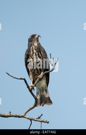 Snail Kite Rostrhamus sociabilis Panama Foto Stock