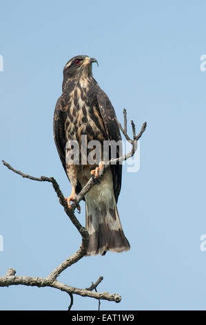 Snail Kite Rostrhamus sociabilis Panama Foto Stock