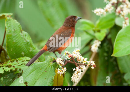 Crimson backed Tanager Ramphocelus dimidiatus Panama Foto Stock