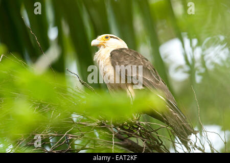 Giallo testa Milvoga Caracara chimachima Panama Foto Stock