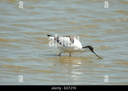 Avocetta Recurvirostra avosetta REGNO UNITO Foto Stock