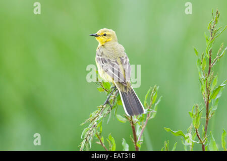 Wagtail giallo Motacilla flava REGNO UNITO Foto Stock