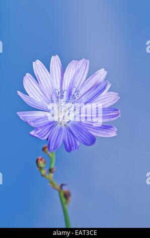 Fiore di cicoria su sfondo blu Foto Stock