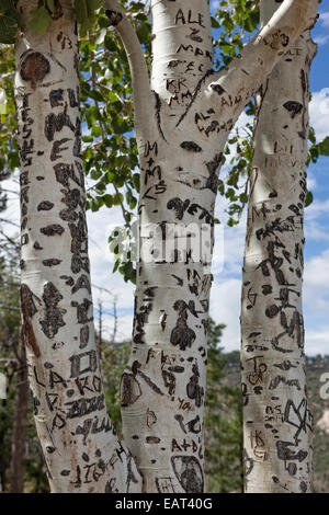 Graffiti deturpamento Aspen alberi Foto Stock