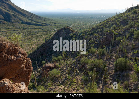 Porte Pass è un passo di montagna lungo la cresta delle montagne di Tucson. Vicino al parco nazionale del Saguaro ovest nel Deserto di Sonora, AZ Foto Stock