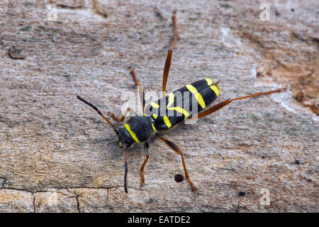 Wasp beetle (Clytus arietis), wasp-mimando longhorn beetle Foto Stock