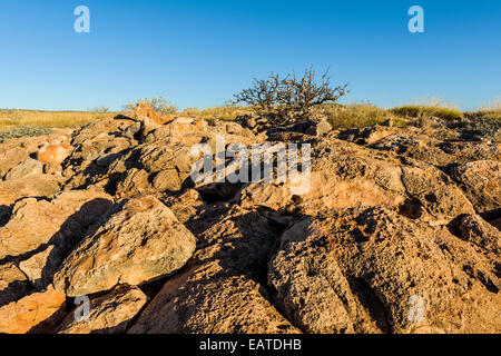 Un antica pietra calcarea erosa reef esposto alla cottura desert sun. Foto Stock