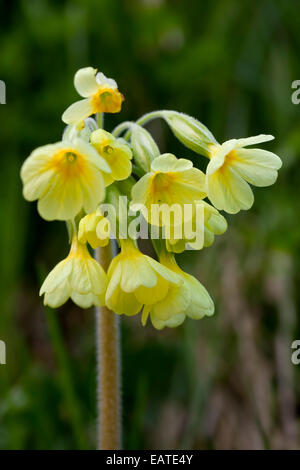 Vero oxlip (Primula elatior) in fiore Foto Stock