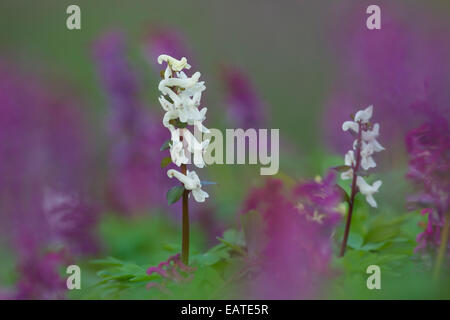 Corydalis bulbosa / Holewort / Cavo / porro root Cava / cavo di mosto di malto (Corydalis cava / Corydalis bulbosa) in fiore in foresta Foto Stock