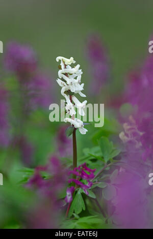 Corydalis bulbosa / Holewort / Cavo / porro root Cava / cavo di mosto di malto (Corydalis cava / Corydalis bulbosa) in fiore in foresta Foto Stock