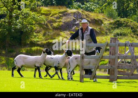Pastore penning pecore al cane Patterdale giorno vicino Patterdale, nel distretto del lago, Cumbria, Inghilterra, Regno Unito. Foto Stock