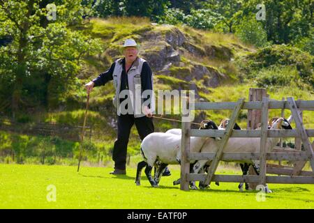 Pastore penning pecore al cane Patterdale giorno vicino Patterdale, nel distretto del lago, Cumbria, Inghilterra, Regno Unito. Foto Stock