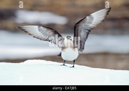 Un Arctic Skua, Stercorarius parasiticus visualizzando le sue ali su una banca di neve a Signehamna. Foto Stock