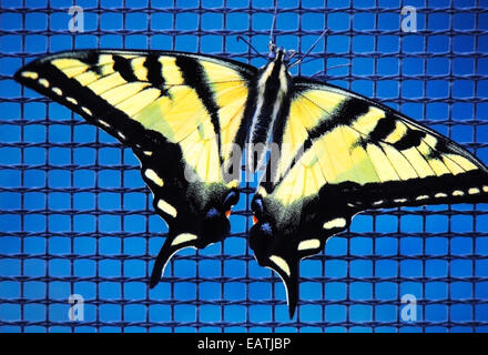 Western Tiger coda forcuta farfalla (Papilio rutulus) è una veduta familiare in tutta la California che spesso si trova nei giardini di Sa Foto Stock