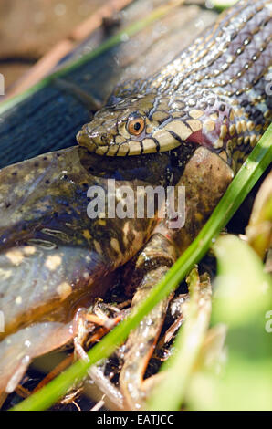 Sierra Gartersnake, Thamnophis couchii mangiando un bullfrog girino in sabbia Pond. Foto Stock