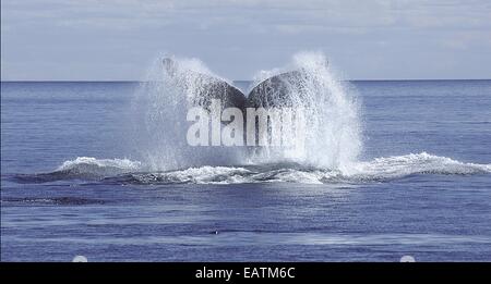 Il Fluke di una balena franca australe, Eubalaena australis. Foto Stock