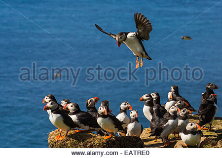 Un Atlantic puffin si avvicina a un gregge su una scogliera. Foto Stock