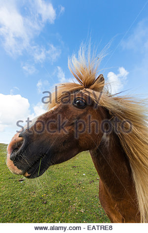 Close up ritratto di un pony Shetland. Foto Stock