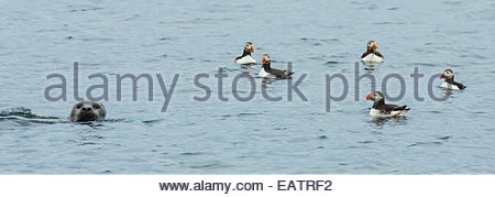 Atlantic i puffini nuotare nei pressi di una guarnizione di tenuta in Atlantico. Foto Stock