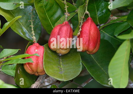 Ackee frutta, Blighia sapida, appesa in un albero. Foto Stock