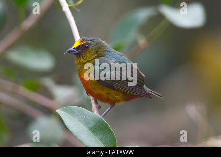 Un maschio di oliva-backed euphonia, Euphonia gouldi, appollaiato su un ramo. Foto Stock