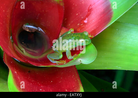 Un vetro smeraldo rana, Centrolene prosoblepon, coetanei di un bromeliad. Foto Stock