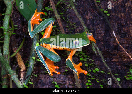 Una splendida rana foglia, Cruziohyla calcarifer, rovistando in una foresta di pioggia. Foto Stock