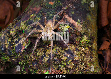Il brasiliano girovagando spider è il mondo più infame e più mortale. Foto Stock