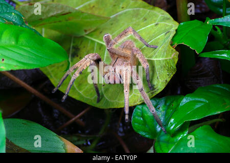 Il brasiliano girovagando spider è il mondo più velenosa e mortale. Foto Stock