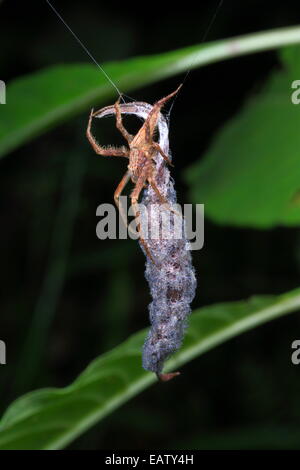 Un genitore spider a sorvegliare le spiderlings nella loro foglia morta nido. Foto Stock