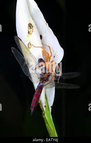 Un ragno errante, Cupiennius getazi, con una libellula catturata su un fiore antherium. Foto Stock