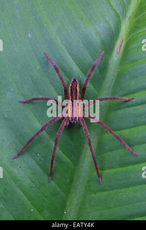 Un ragno errante, Cupiennius getazi, caccia su una foresta di pioggia battente. Foto Stock